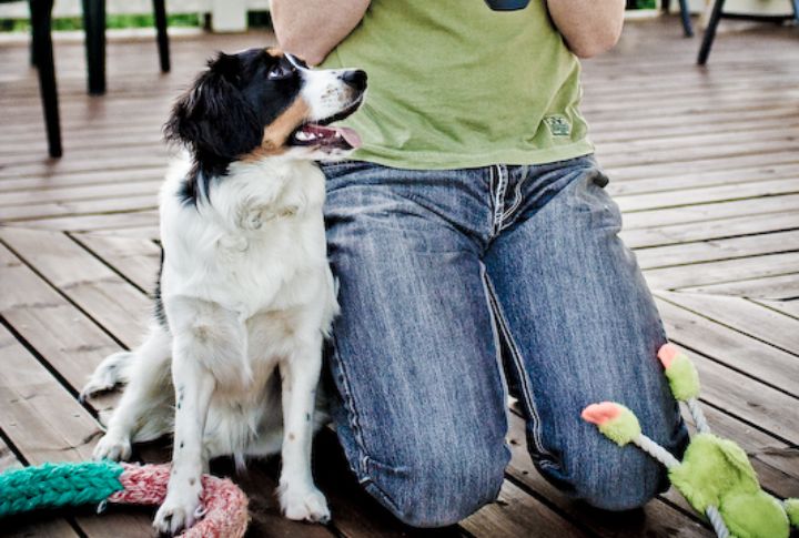Temperament And Personality Traits