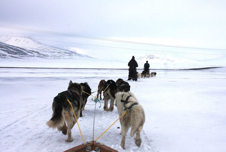One Of The World’s Oldest Sled Breeds
