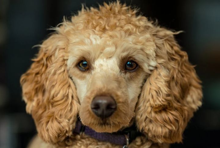 20 Dog Breeds More Likely To Inherit Medical Conditions