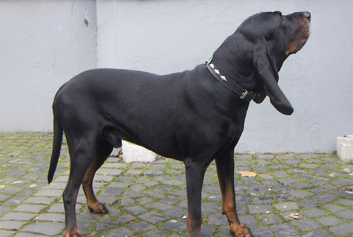 Black And Tan Coonhound