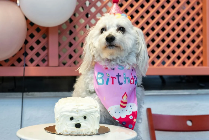 10 Simple Steps To Make A Delicious Peanut Butter Banana Dog Cake