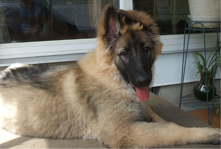 10 Reasons The Shiloh Stands Apart From Traditional Shepherd Breeds