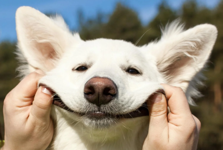 Grooming Requirements