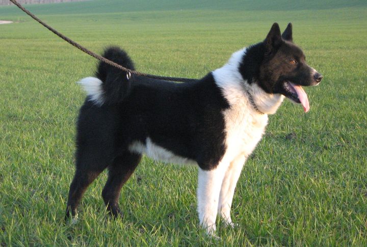 Karelian Bear Dog