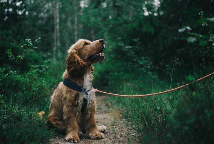 Freezes During Walks