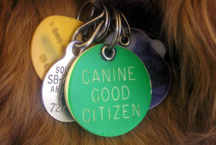 Training Certification For Owners Of Pit Bulls And Rottweilers