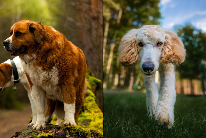 Saint Poodle