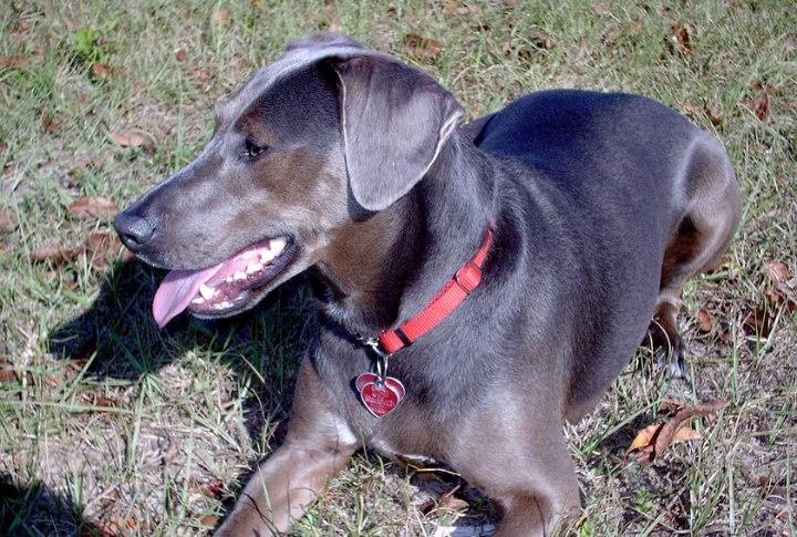 Blue Lacy (Original Strain)