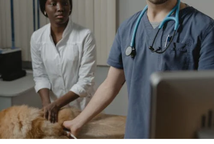 Veterinary Visits Can Be A Struggle Without Preparation
