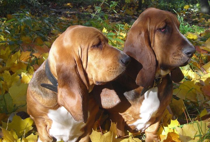 Basset Hound