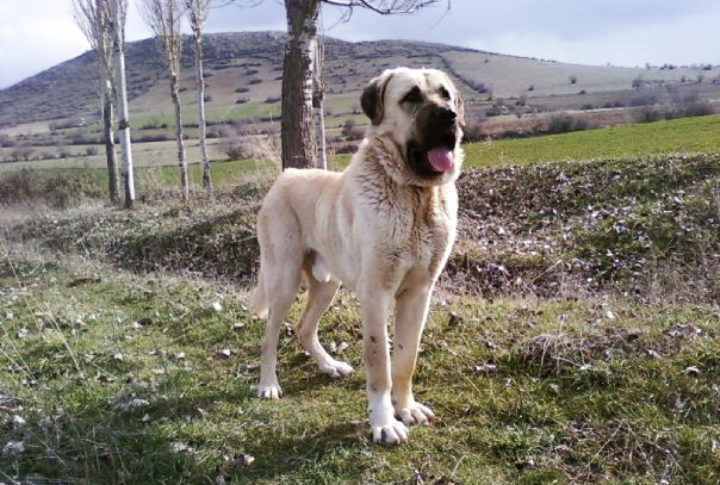 Anatolian Mastiff