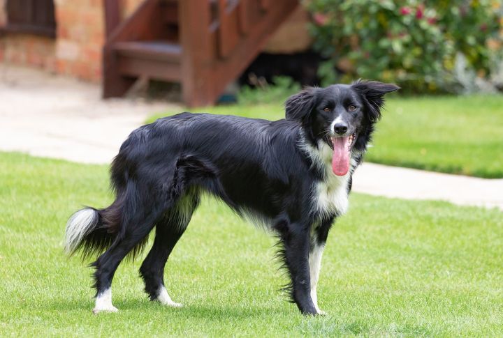 Border Collie