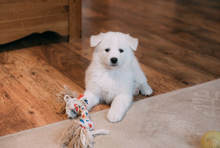 Brings You Toys Without Prompting