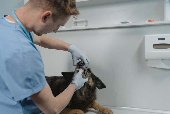 Schedule Regular Vet Checkups