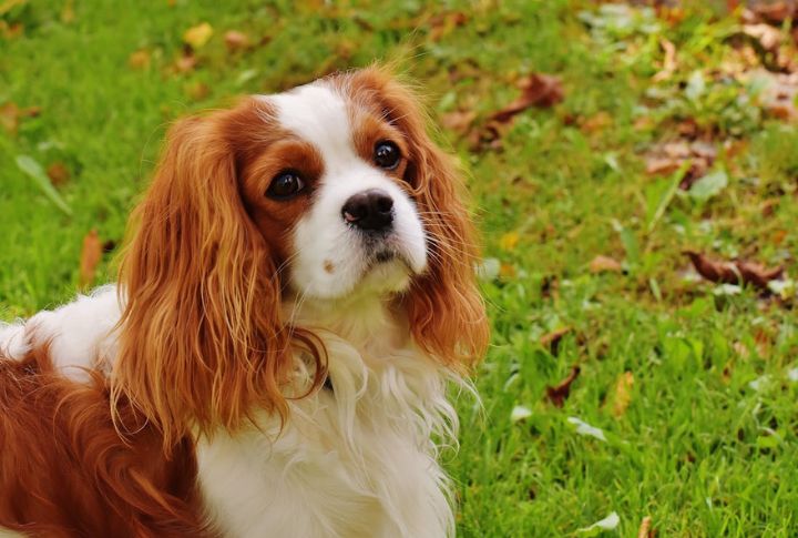 Cavalier King Charles Spaniel – Mitral Valve Disease