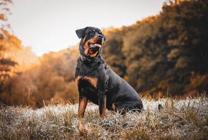 Sentry For A Rottweiler