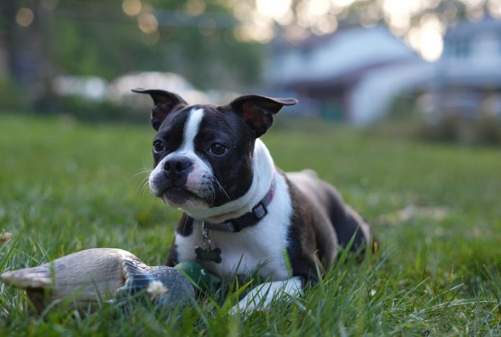 Follows Commands Without Needing Treats