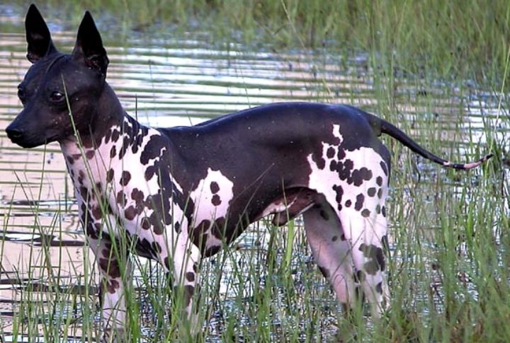 Long Lifespan For A Terrier