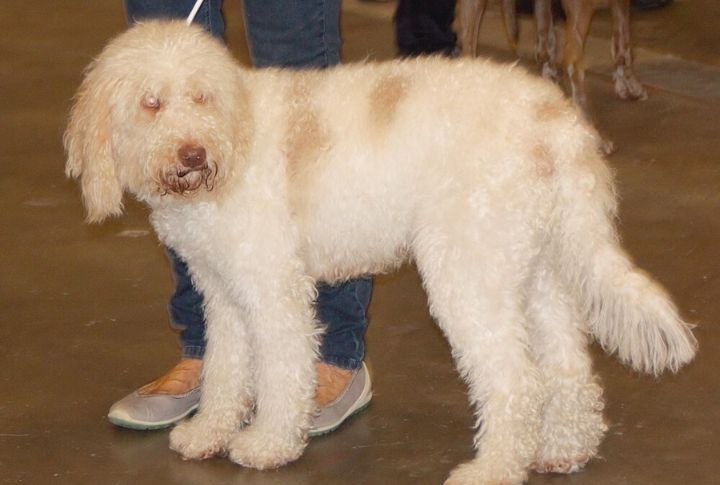 The Barbet’s Grooming And Maintenance Needs