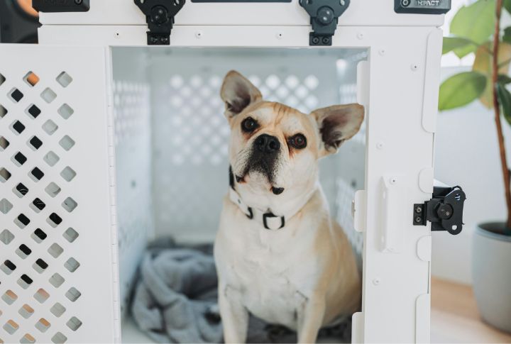 Dogs Learn Boundaries And Routine