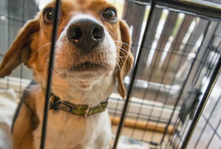 Crating For Too Long Can Cause Anxiety