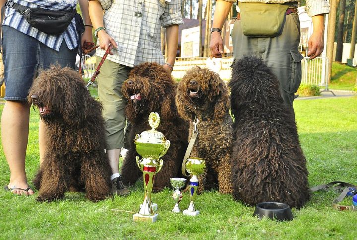 The Barbet’s Intelligence And Trainability