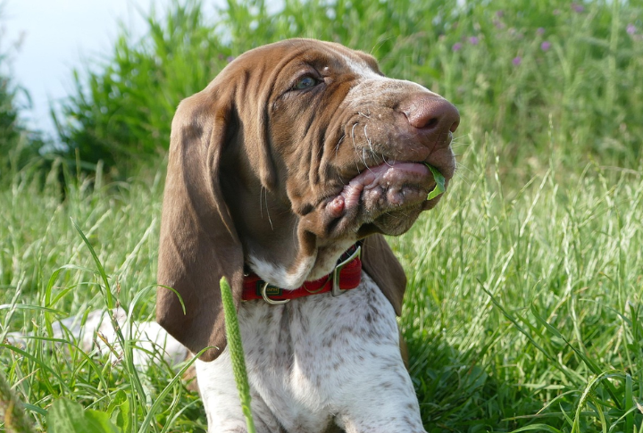 Bracco Italiano As A Family Dog