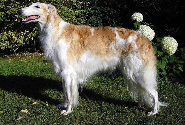 Unique Vocalizations Rather Than Barking