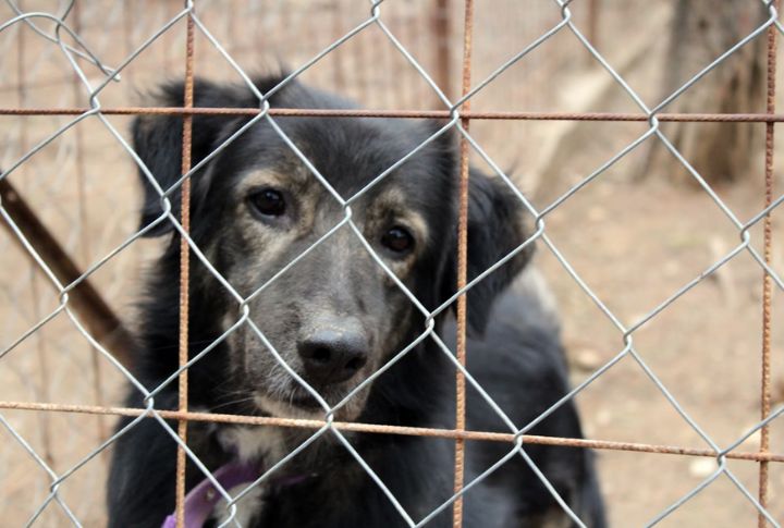 Backup Pet Care Is Essential In Case Of Emergencies