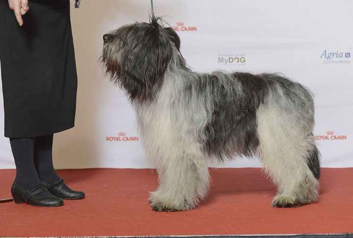 Participation In Dog Sports