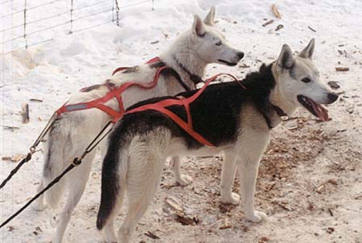 Seppala Siberian Sleddog