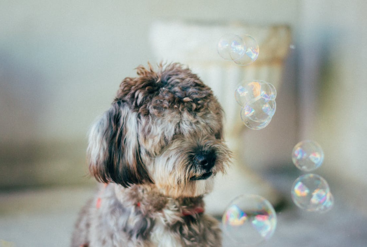 Bubble Catch Fun