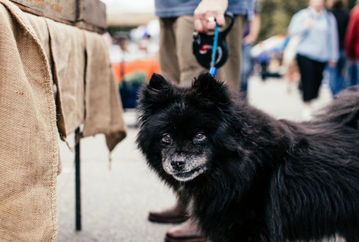 Respect Their Decision To Limit Dog Interactions