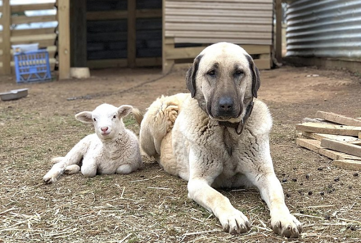 Kangal Mastiff