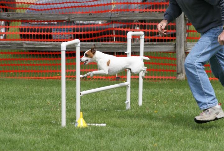 Jack Russell Terrier