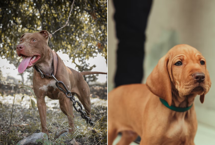 Natural Watchdog Alerts Owners To Strangers
