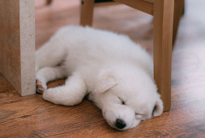 Sleeps Soundly In Comfortable Spots