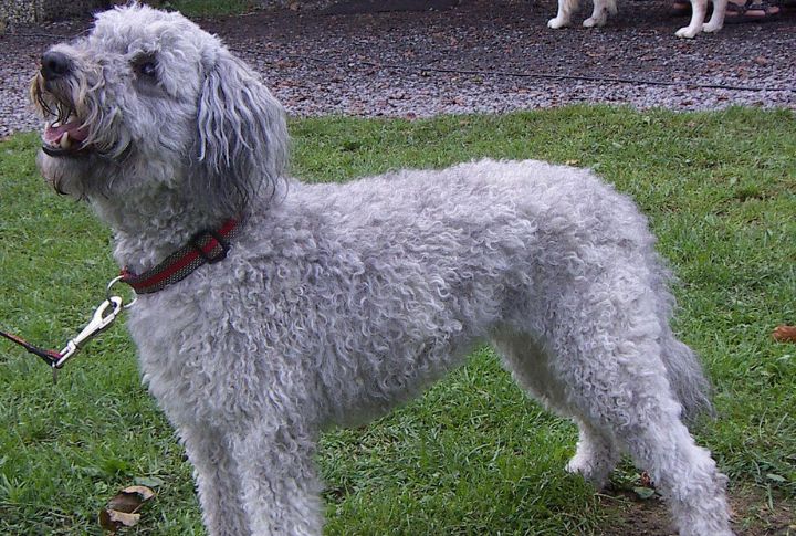 Pumi