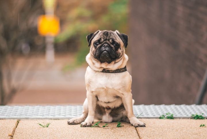 Pug – Pug Dog Encephalitis