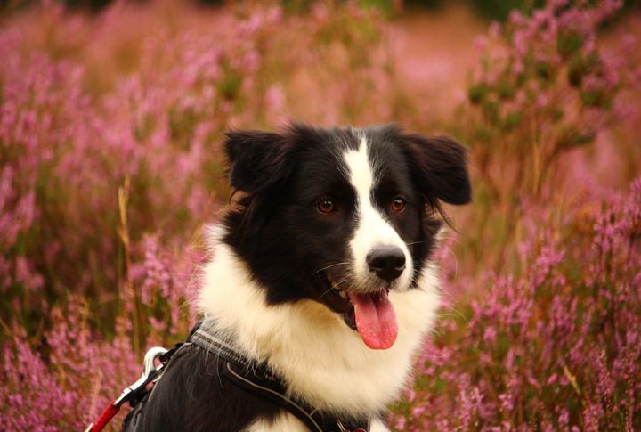Fable For A Border Collie