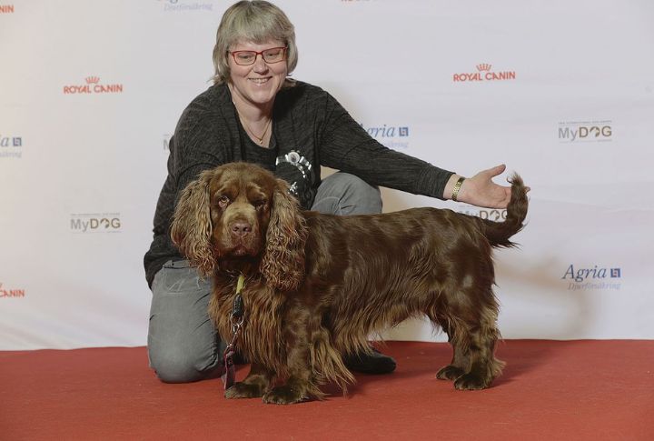 Sussex Spaniel