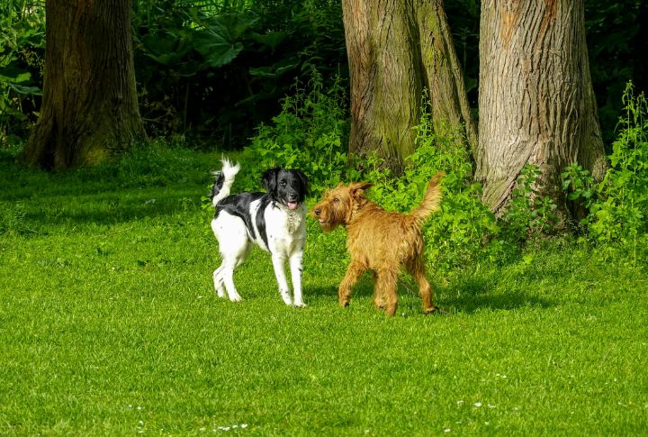 Easygoing With Animals