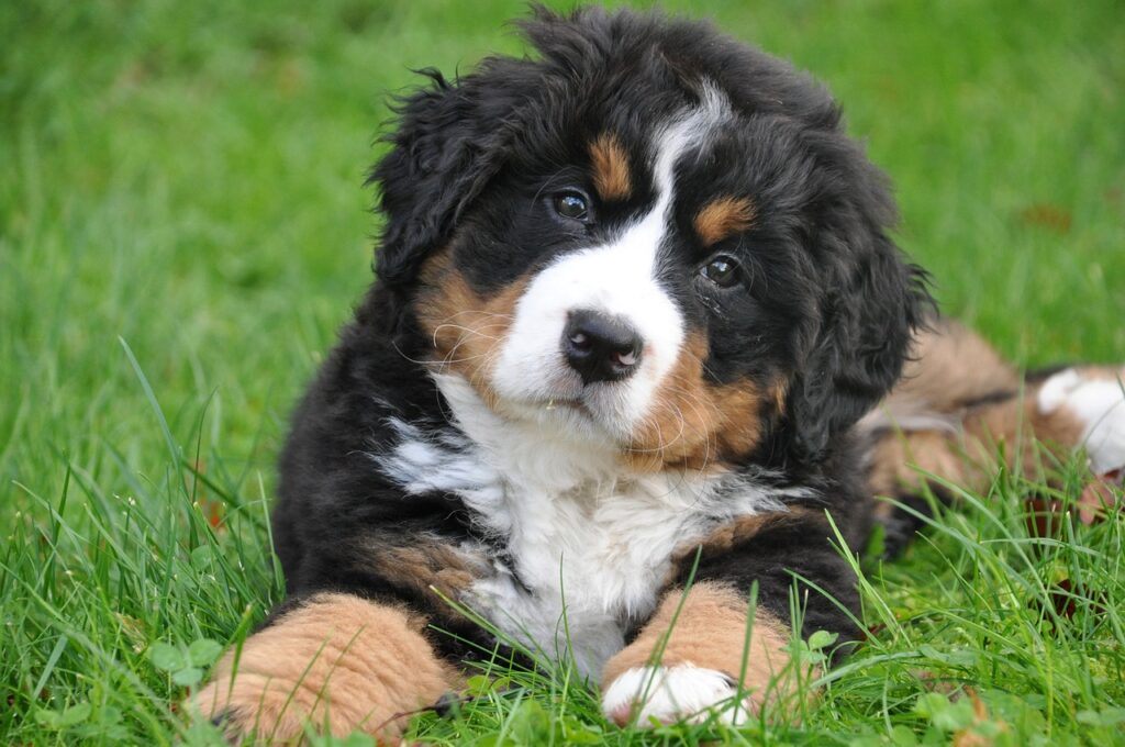 bernese mountain dog, dog, pet, big dog, animal, green, nature, family