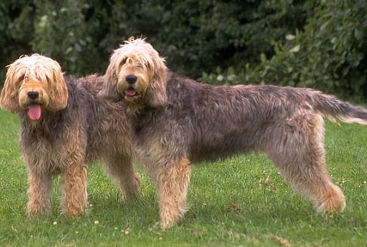 Otterhound