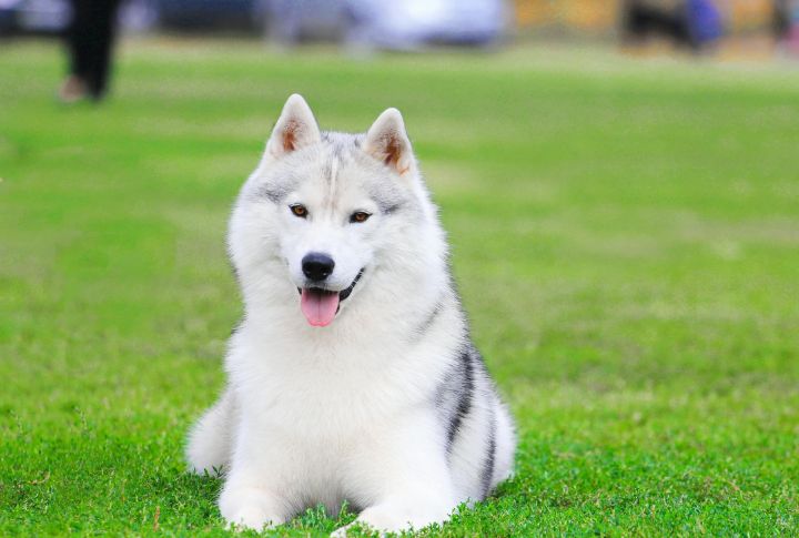 Husky Smiles Are A Real Thing