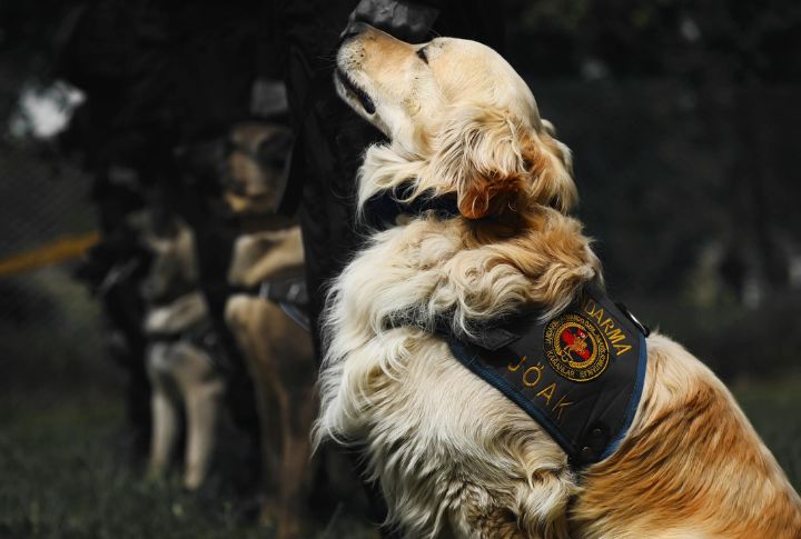 Dogs As Military And Police Aides
