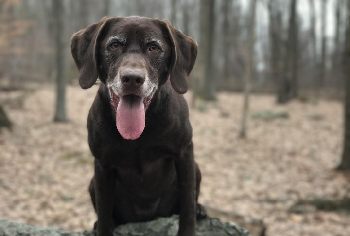 Cocoa For A Chocolate Labrador