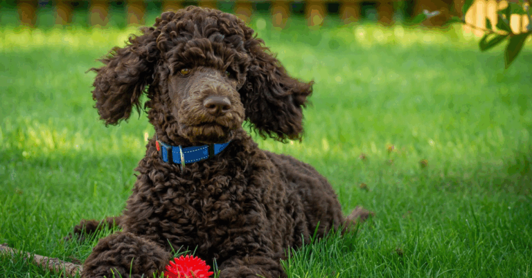 10 Reasons Standard Poodles Deserve More Credit Than They Get