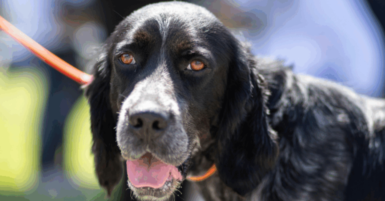 Here’s The Scoop On What Makes The Blue Picardy Spaniel So Special