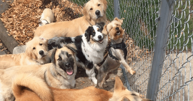 10 Things Every Dog Owner Should Consider Before Choosing A Kennel
